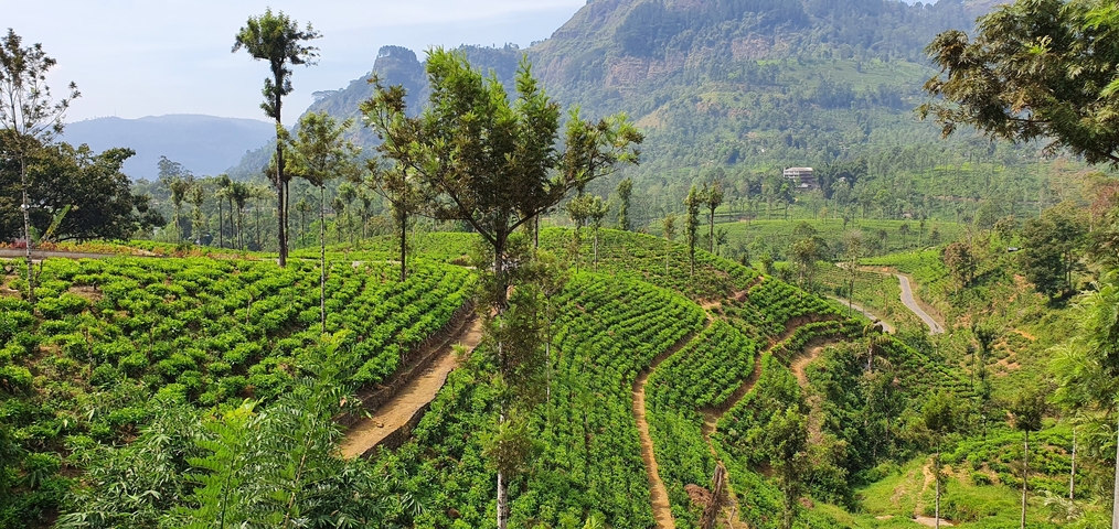Picturesque view of green tea plantations with mountains in the background.