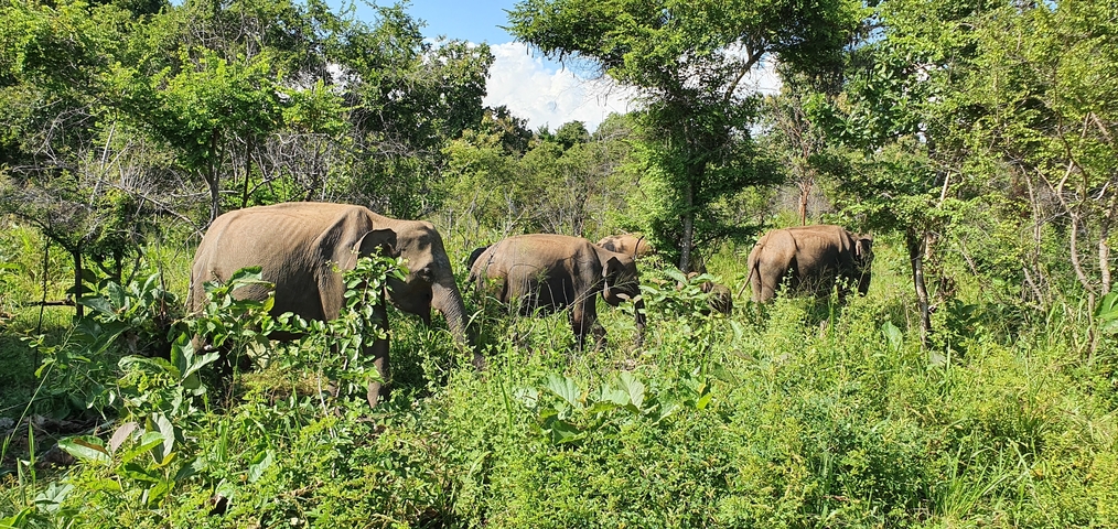 A herd of elephants moving through dense greenery.