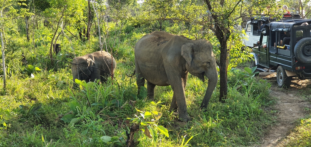 Elephants wandering in a grassy wildlife reserve with a safari vehicle nearby.