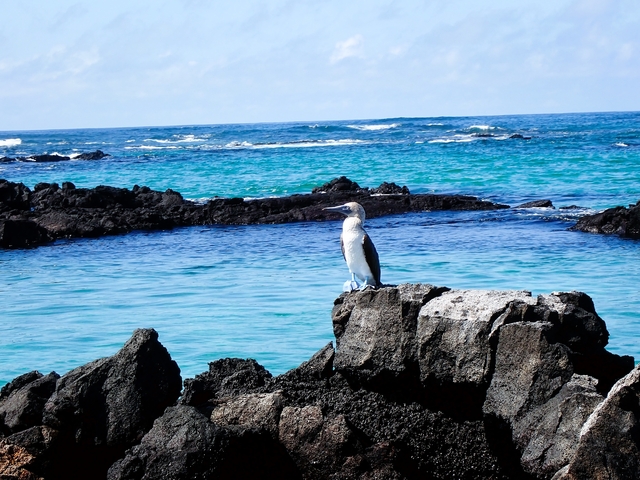 Bird perched on a rock by the sea.