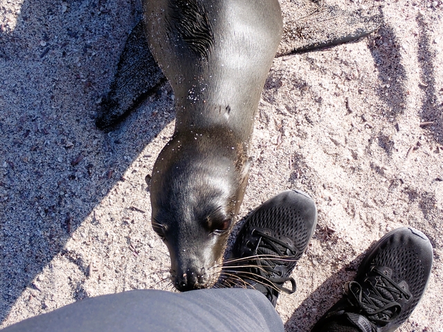 Sea lion pup with human feet on sand.