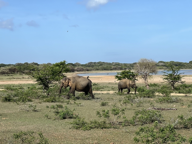 Two elephants grazing in a grassy area near water.