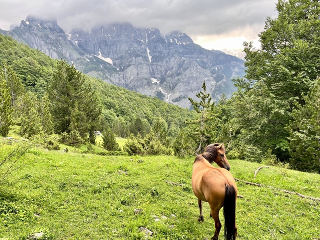 A lone horse stands on a verdant alpine meadow backed by dramatic grey limestone mountains.