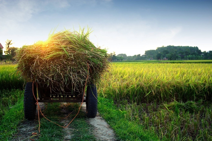 Cart laden with harvested rice in a field