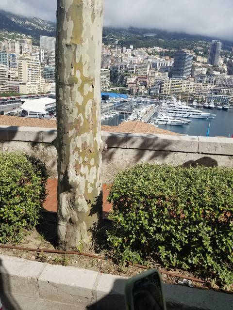 Tree partially obstructing a view of a city and harbor.