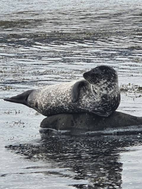 Seal lying on a rocky surface near water.