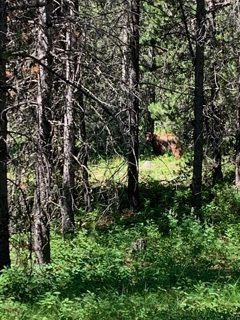 A bear partially hidden among trees in a forest.