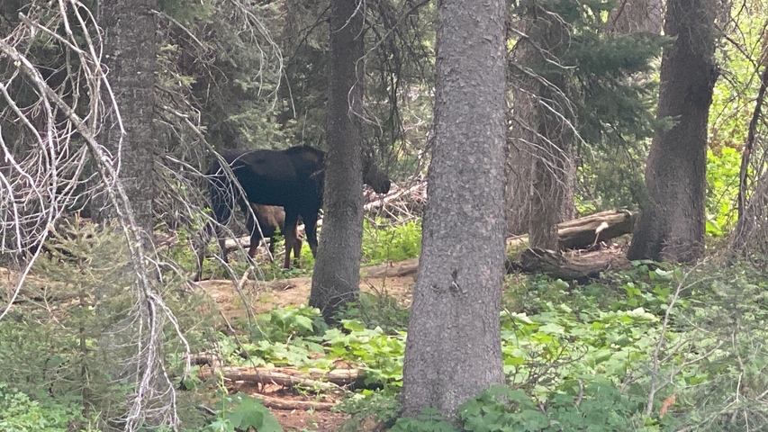 A moose partially obscured by trees in a forest.