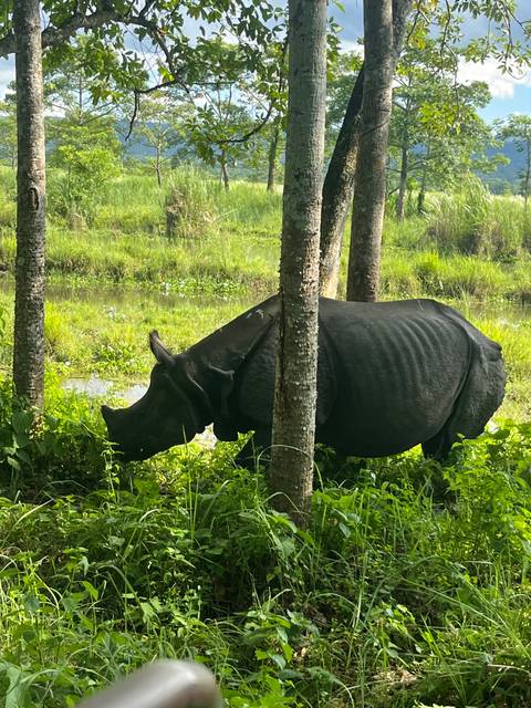 Rhinoceros grazing in a forested area.