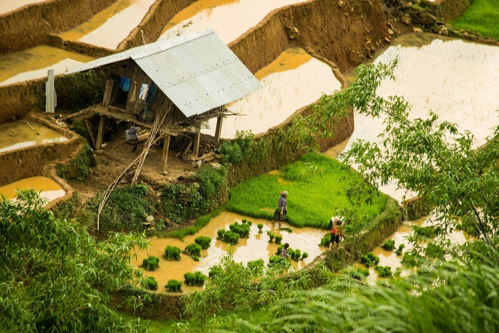 Rice terraces with two people working on the field and a small wooden house.