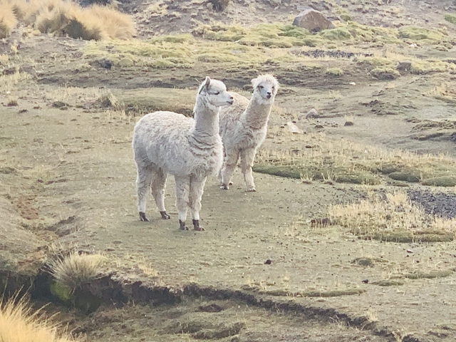Two alpacas standing on a grassy plateau.