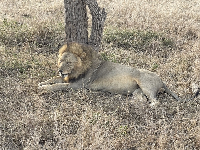 Lion resting under a tree in a savannah landscape.