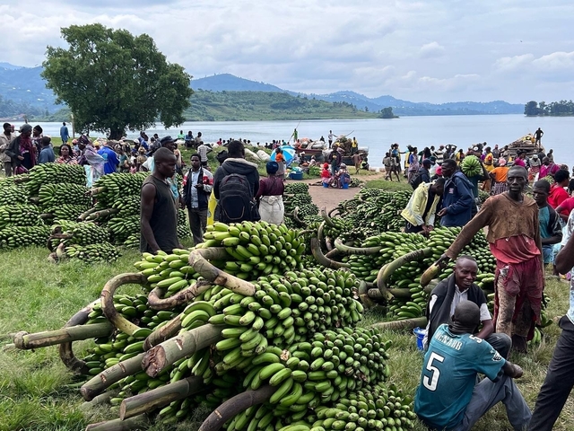 A busy market scene with people and large bunches of green bananas.