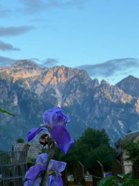 Focus on flowers with mountain backdrop, slightly blurred.
