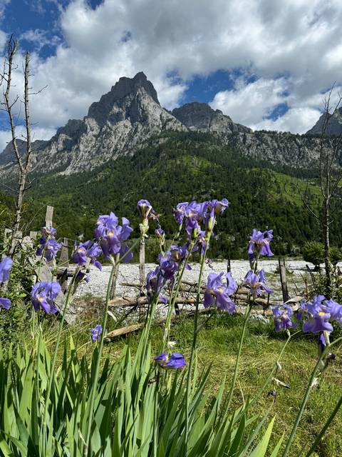 Purple flowers in the foreground with a mountain in the background.