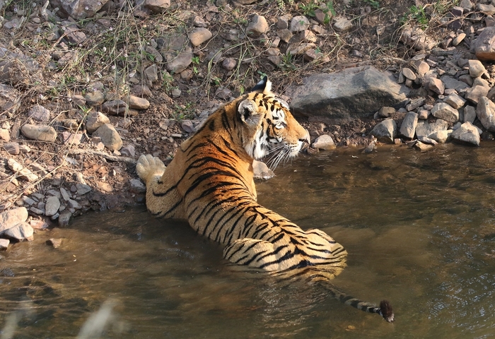 Tiger lounging in a shallow stream.