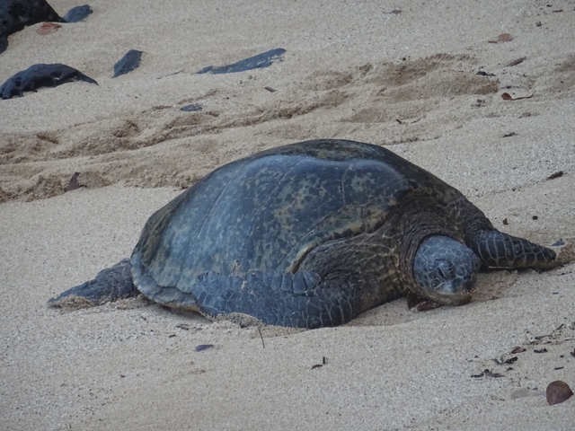 Turtle resting on a sandy beach.