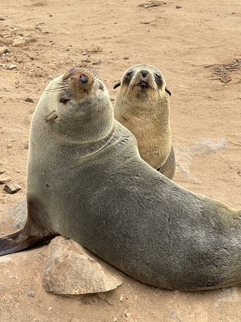 Two seals lying on sandy ground, one larger than the other.