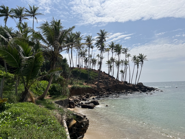 Rocky coastline with a clear shoreline and tall palm trees.