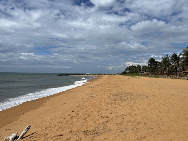Empty sandy beach with palm trees and blue sky.