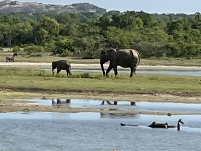 Photo d'avis client sur Circuit semi- luxueux au Sri Lanka
