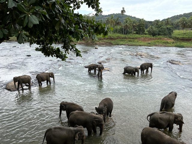 Herd of elephants wading in a river.
