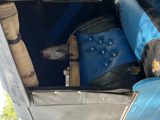 A small monkey inside a vehicle.