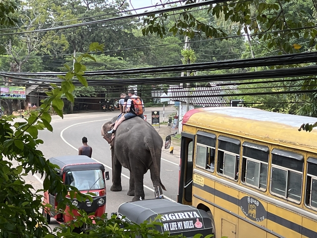 Elephant walking down a street with people riding it.