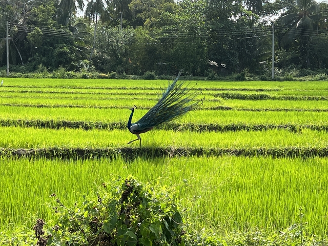 Peacock in a lush green rice field.