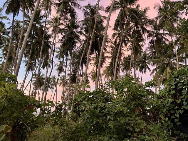 Palm trees with a colorful sky in the background.