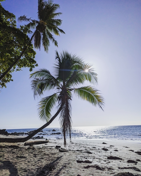 Palm tree with sun shining behind.