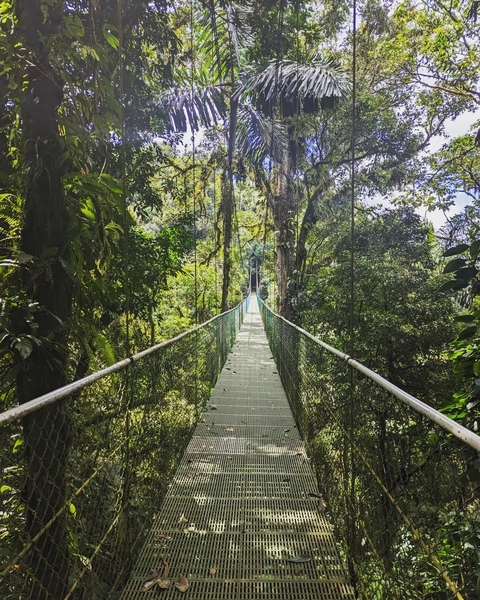 Suspension bridge through lush green tropical forest.