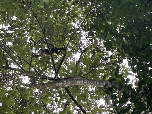Silhouette of a monkey in a tree.