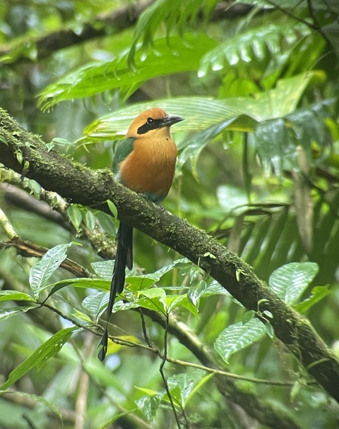 Bird perched on a tree branch.