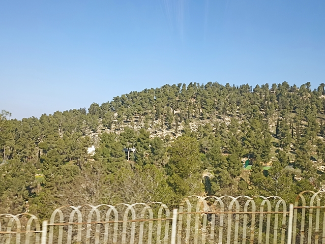 Wooded hillside with green trees and barbed wire.