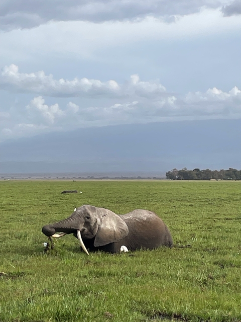 Elephants grazing in a vast, open landscape.