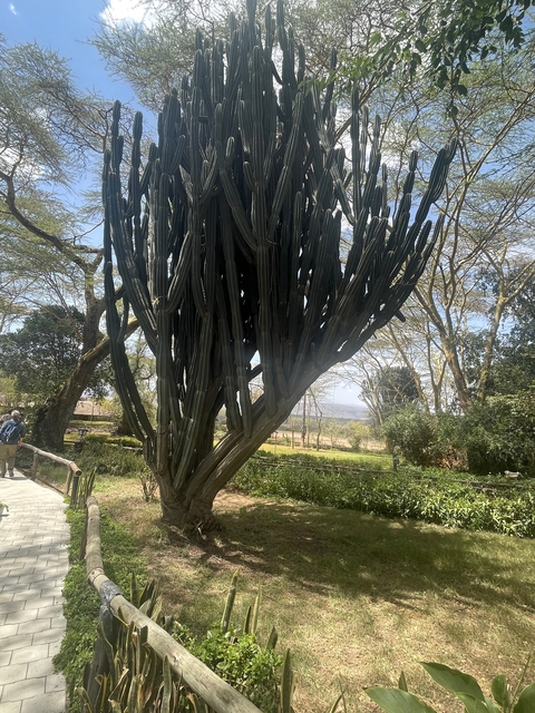 Tall cactus-like plants in a garden.