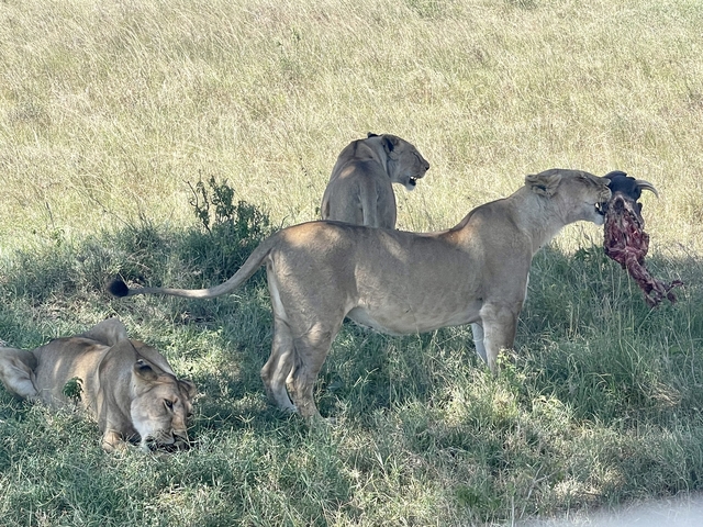 Group of lions with a fresh kill in the grass.