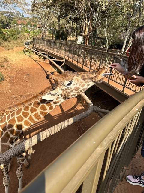 A giraffe being fed by a person from a platform.