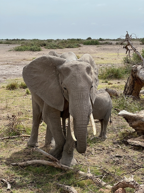 Elephant with large ears facing the camera.