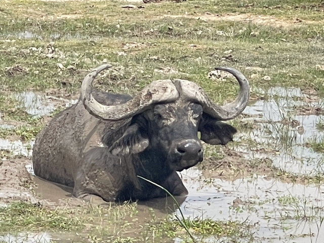Buffalo sitting in the mud with large horns.