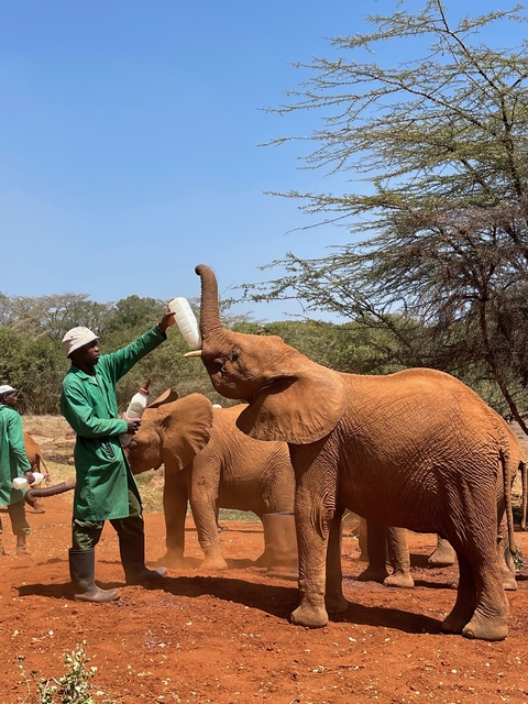Caretaker feeding a baby elephant from a bottle.