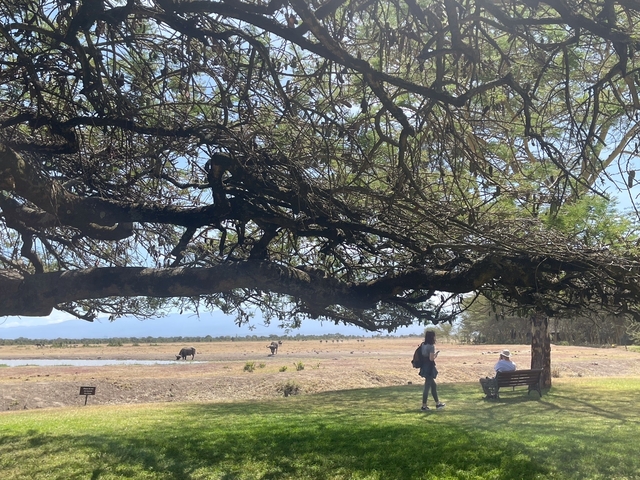 People sitting under a large tree in a natural setting.