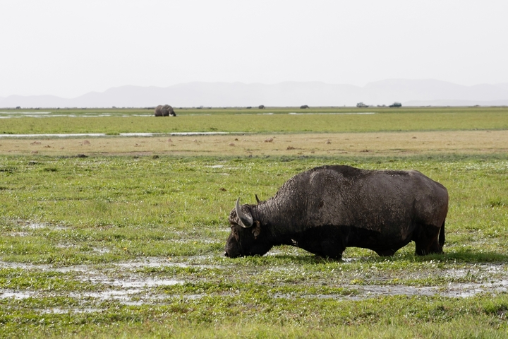 Buffalo grazing in a wetland with mountains in the background.