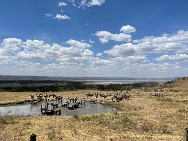 A herd of wildebeest at a waterhole in a savannah.