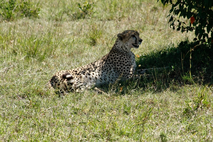 A cheetah resting in grass.