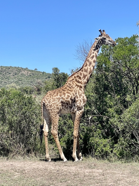 Giraffe feeding on trees in a natural setting.