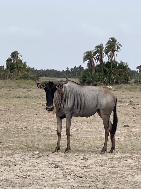 Gnu standing in a dry landscape with shrubs.