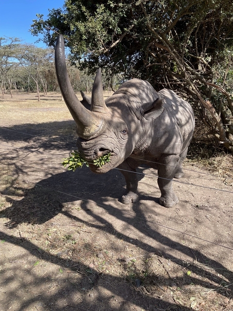 Rhino eating leaves at a wildlife conservatory.