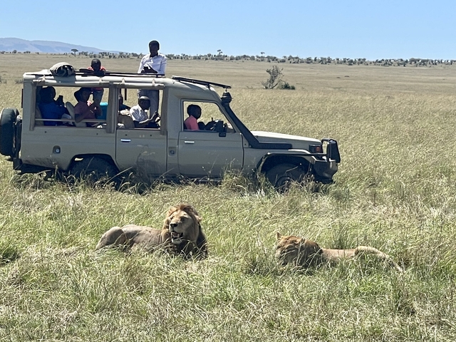 Safari vehicle with lions nearby.